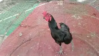 น่าน เพชรน้ำหนึ่ง ไก่พม่า #กุมารดำ ไก่ตามกระเเส #ไก่พื้นเมือง พัฒนาสายพันธุ์