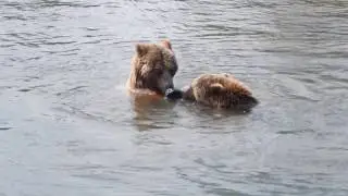 Brown Bears, Skandinavisk Dyrepark (Scandinavian Animal Park)