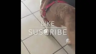 Cheddar the English bulldog