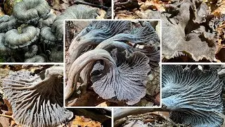 Grauer Piffferling essbar? Verwechslungsgefahr | Graue Kraterelle / Leistling, Craterellus cinereus