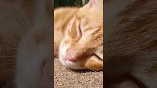 Orange Cat Behavior Explained 😹🍊 | Santra #OrangeCat #Santra #FunnyCats #CatShorts