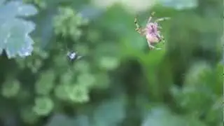 Spider building a web