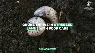 🌱 How to Spot and Stop Lawn Grubs in Utah Fast 🪲 | Expert Lawn Tips from Green Castle Lawn Care