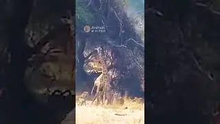 Lioness topples a Giraffe with an Amazing Jump! #animals #wildlife