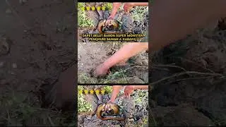 DAPET BELUT BABON DI SAWAH A KABANG #ngukuy #bocilngotektak #belut