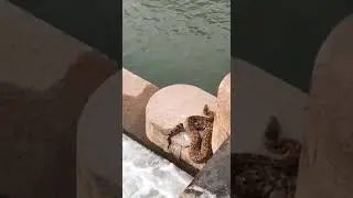 ropar head