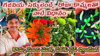 How to plant roses, gazania, succulents with cuttings | Step by step process | #plants #viral