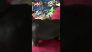 DogFriends LoveFest CuddlePuddle