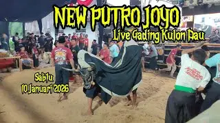 Seni Banteng Bringas NYENI New Putro Joyo Live Gading Kulon Dau