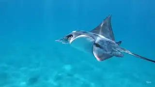 Driftwing &ndash; The Opal Mobula Ray