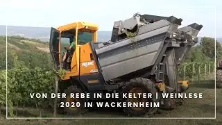 Von der Rebe in die Kelter | Weinlese 2020 in Wackernheim