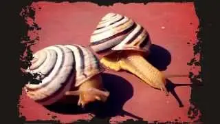 snail life