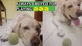 RUBY ALWAYS READY FOR PLAYING 🥎🥎🥎 #labpuppy #labradorretriever #labrador