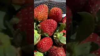 #strawberry #freshstrawberries #strawberries #fruit #fruits #freshfruit  | Wonderful Fruit Videos