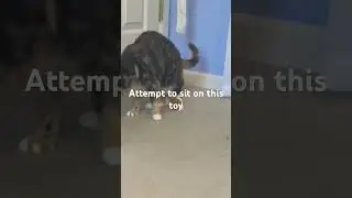 She&rsquo;s right that was a bad idea! #cat #sit #toy #funny #shorts #bad #idea