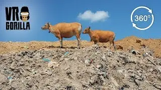 Cows Grazing On Massive Bali Landfill - 360 VR Video