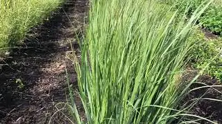 Tas Boomkwekerij -Panicum virgatum &lsquo;Northwind&rsquo; (Vingergras)