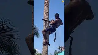 Coconut Tree Cutting Technique! #shorts