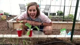 Planting Winter Squash Vertically on a Cattle Panel Trellis Arch