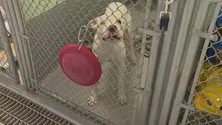 Inside Medina County&rsquo;s efforts to help shelter dogs find homes