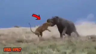 APES!! Seekor Singa Malah Bernasib Sial Saat Berburu Kuda nil! Pertarungan Singa ini Terekam Kamera!