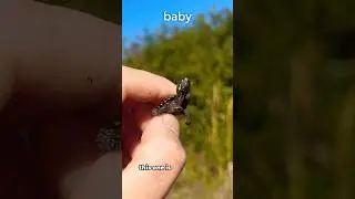 Finding baby animals