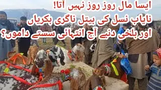 Aisa maal roz roz nahi aata!Nayab nasal ki Beetal Nagri bakriyan Aur Balkhi dambay saste daamon mein