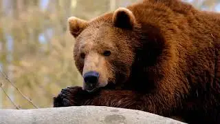 Animals Stock Footage Free Video
