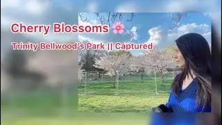 Cherry Blossoms 🌸 in Trinity Bellwood&rsquo;s Park || Captured
