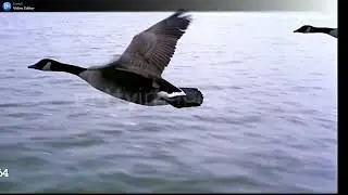 Goose Juice for Trump