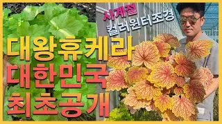 대한민국 최초 대왕휴케라 입고예정! 컬러윈터조경 끝판왕입니다!! #정원 #꽃 #가드닝