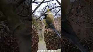 #GardenHustlers #Bluetit #Coaltit