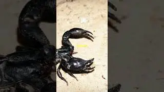 Unbelievable Scorpion Facts! 🦂
