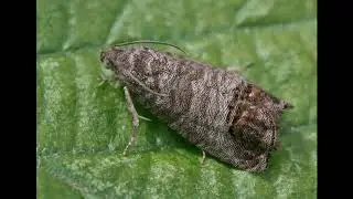 Polilla del manzano o carpocapsa (Cydia pomonella)