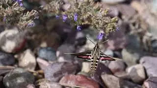 White-lined Sphinx, a species of Hawk Moth