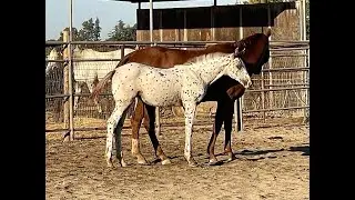 PAPRIKA GWF-- 2024 Red Leopard Appaloosa X Warmblood filly by London Fog GWF out of Bella Luna (Han)