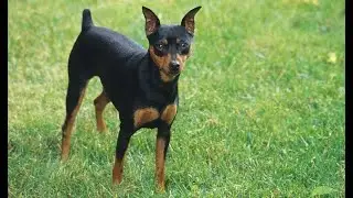 Miniature pinscher | small dog breed  | tamil | jayam ideas | jayam pets | minpin puppy for sale