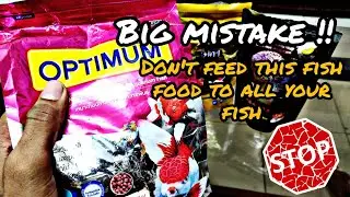 Don't feed this food to all your fish | why is optimum no 1 selling fish food in india ?