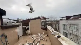 KAR VİDEOSU