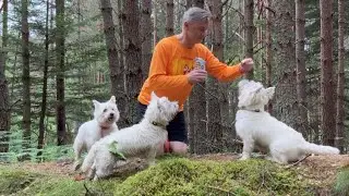 Day 13 – Running with my westies.