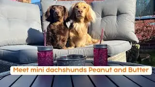 Meet Mini Dachshunds Peanut and Butter