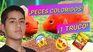 👉😍 la MEJOR COMIDA para PECES tropicales 🥇👈 (#alimento seco)