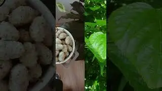 CONOC&Eacute; LA MORERA