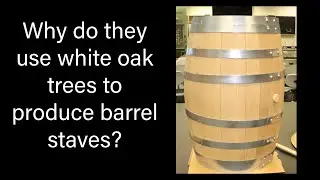 Why do they use white oak trees for barrel staves?