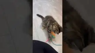Finishing the FINAL CAT BATTLE for the Kingdom!