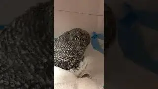 Western screech owl 25-154 admitted to clinic
