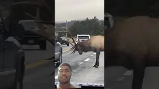Moose Crying with Fear 💕🔥✨ #animals #wildanimals #wildlife