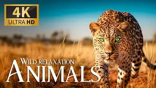 Beyond the Jungle Horizon 4K 🌴 Captivating Wildlife with Tranquil Piano Notes