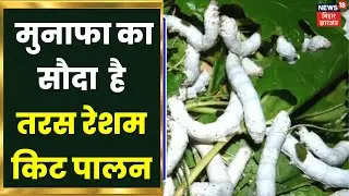 Taras Resham Kit पालन है रोजगार अच्छा जरिया, जानिए कैसे कमाएं अच्छा मुनाफा ? | Annadata | Hindi News