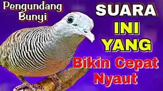 Perkutut lokal asli gacor pancingan bikin cepat bunyi 